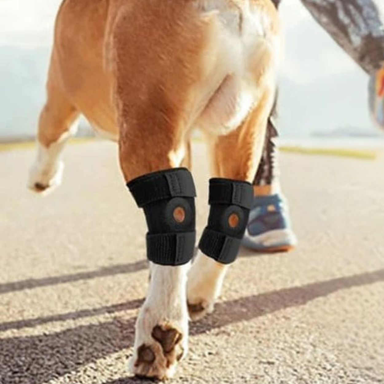 Rodillera Ortopédica para Perro